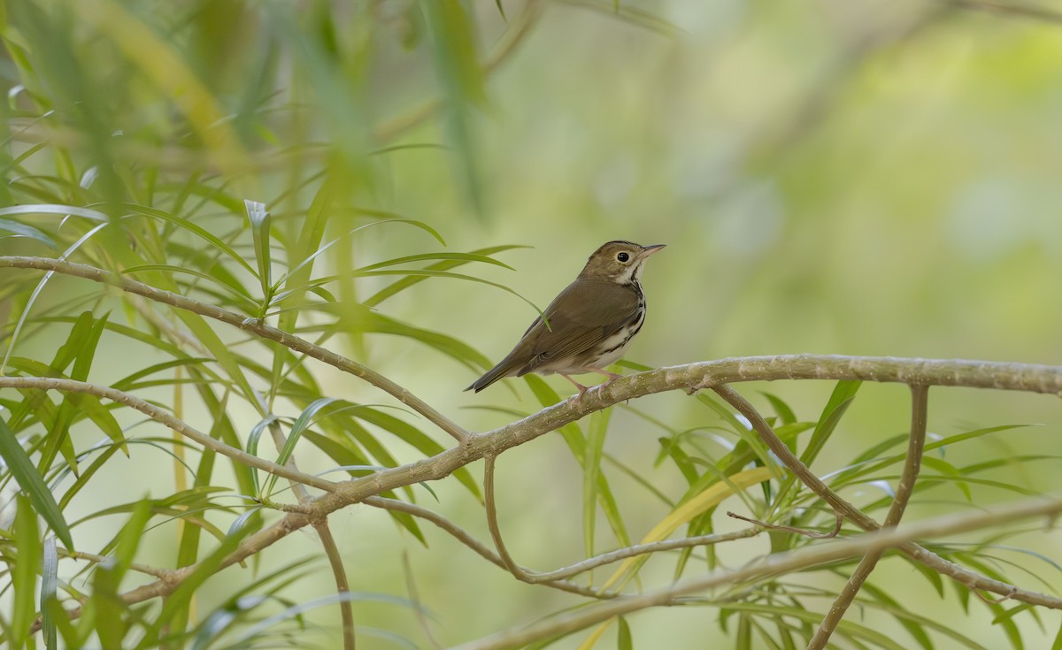 Ovenbird - Rolando Tomas Pasos Pérez