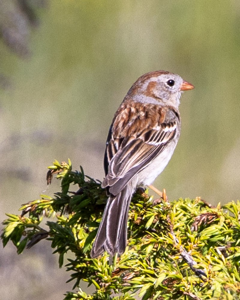 Field Sparrow - Margaret Kenny
