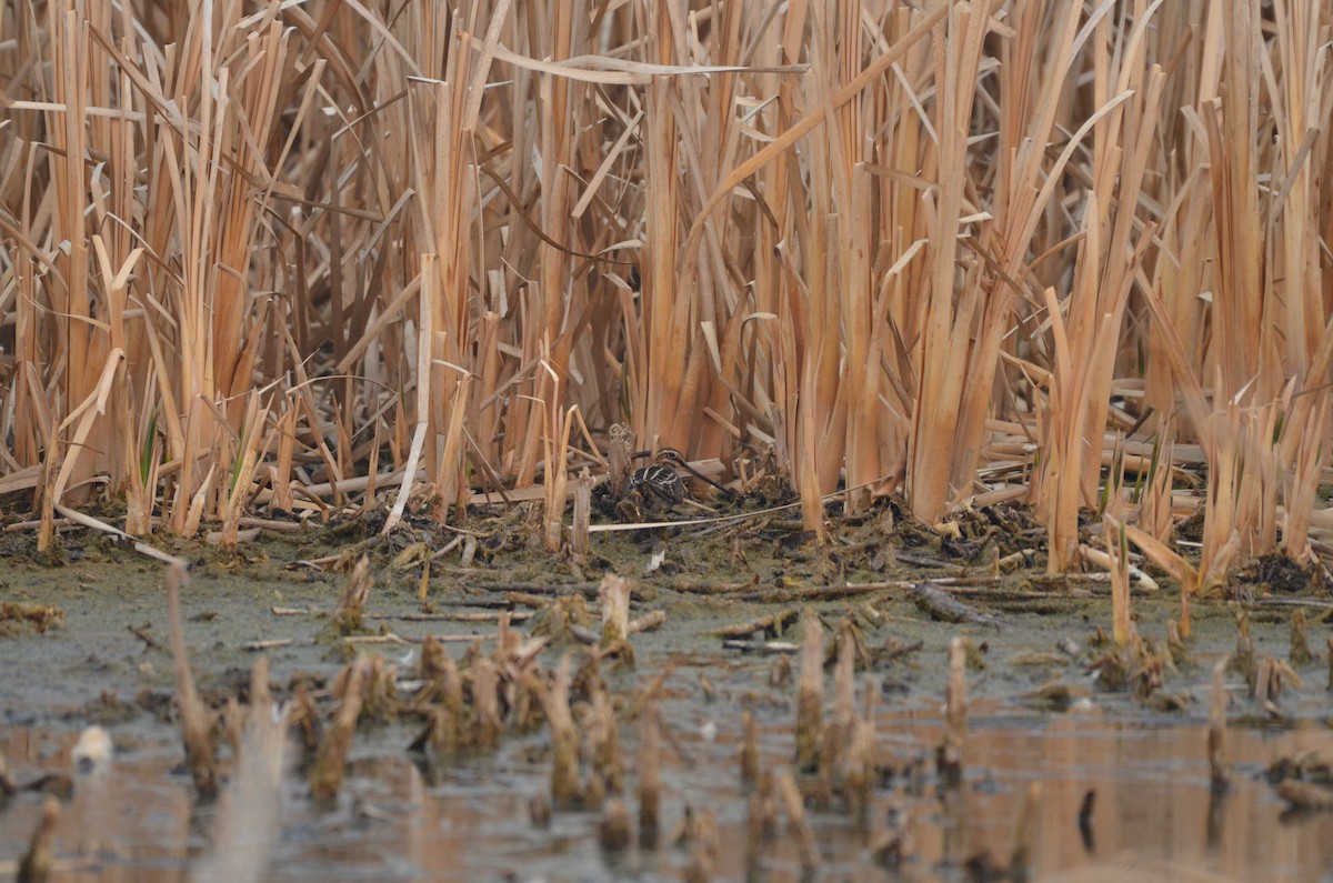 Wilson's Snipe - Carmen Tavares