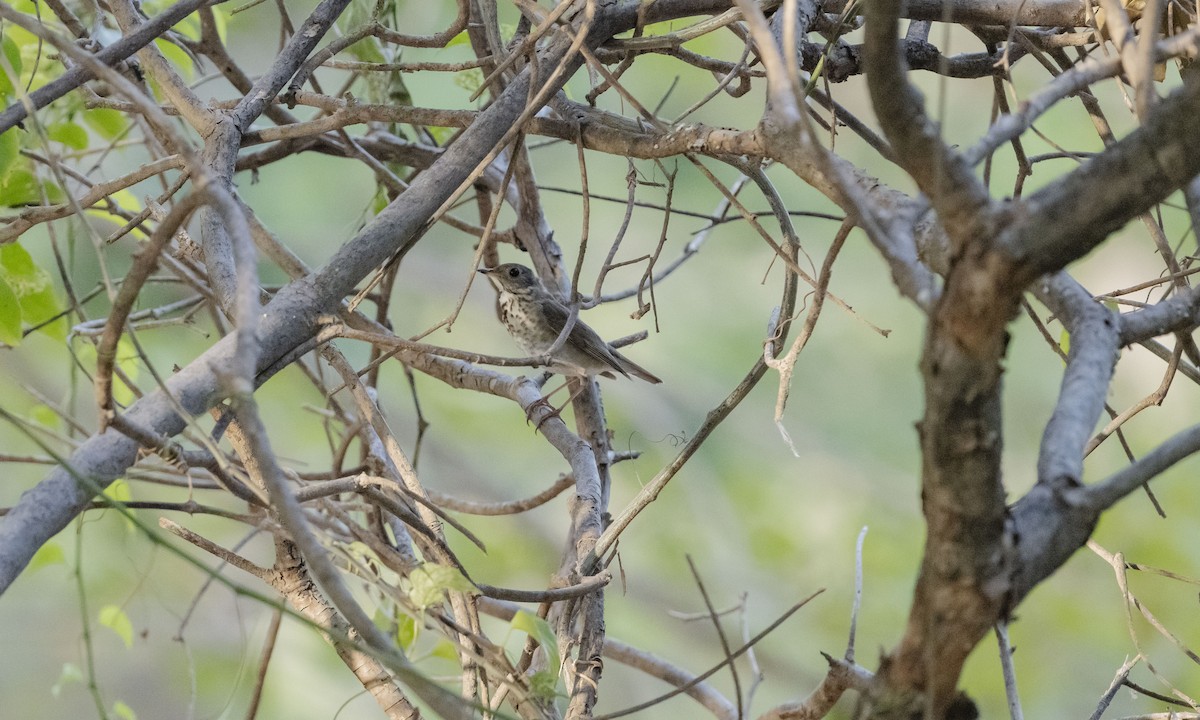 Gray-cheeked Thrush - Rolando Tomas Pasos Pérez