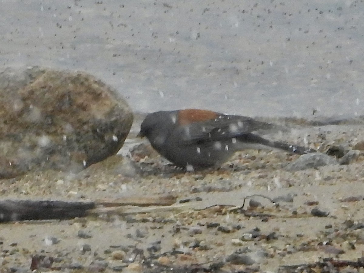 Dark-eyed Junco - Katie Conlin