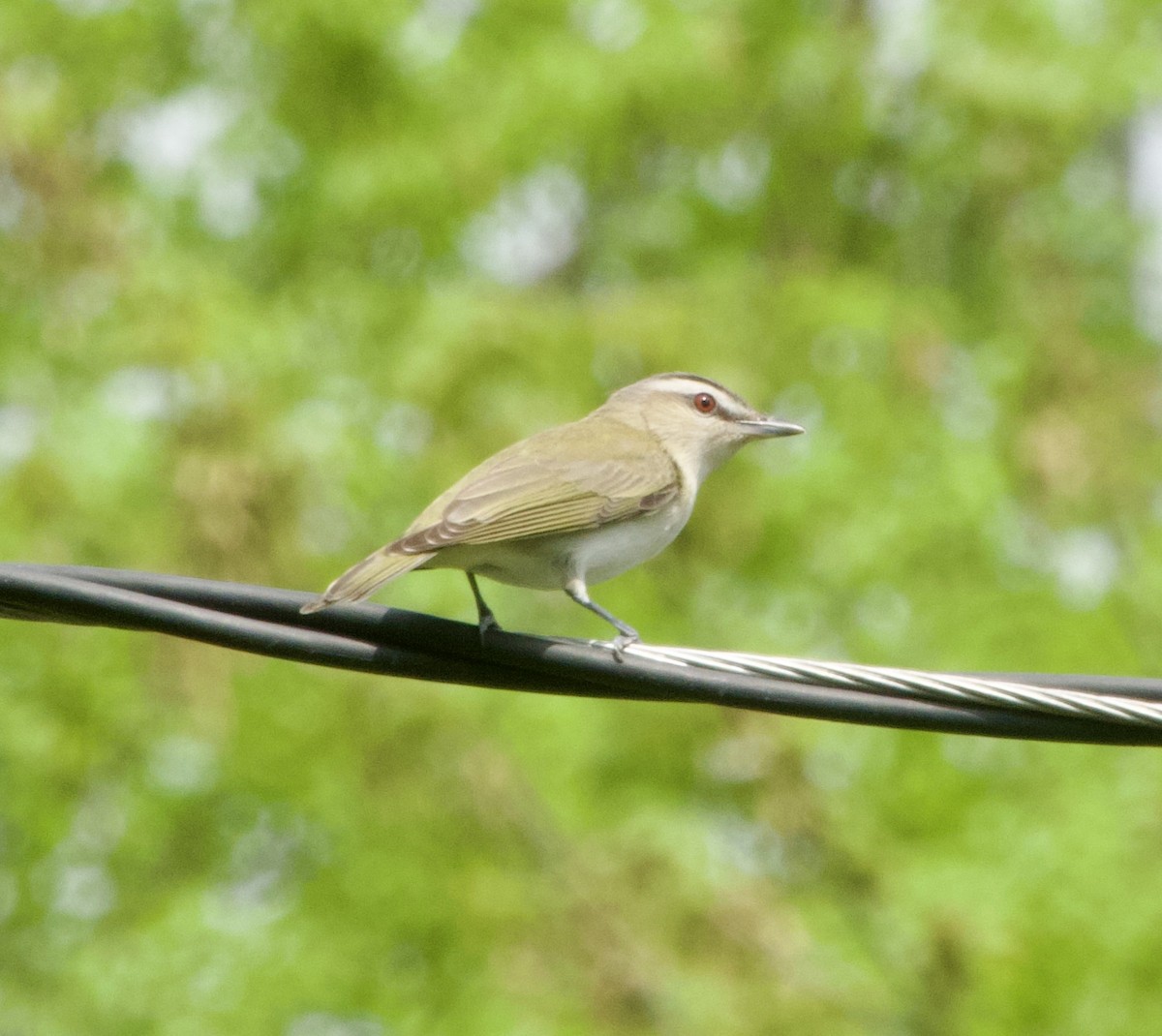 Red-eyed Vireo - Clem Nilan