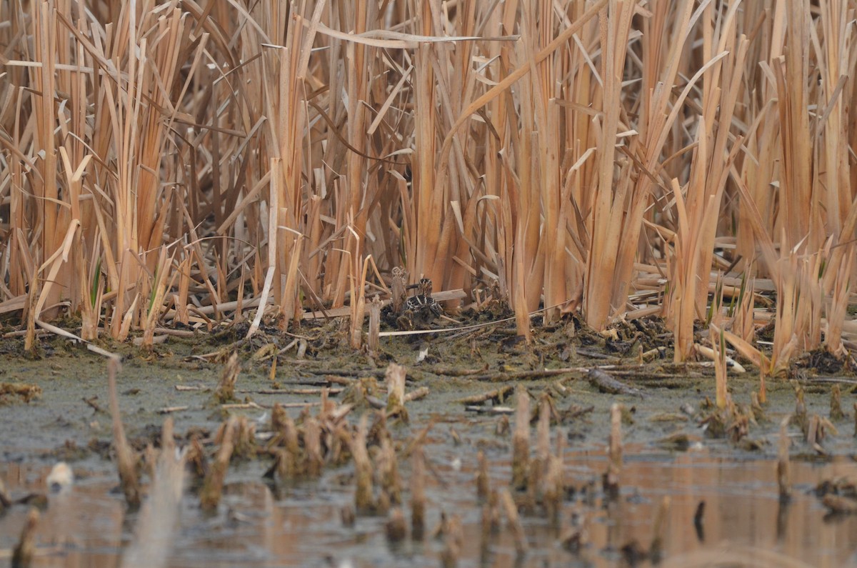 Wilson's Snipe - Carmen Tavares