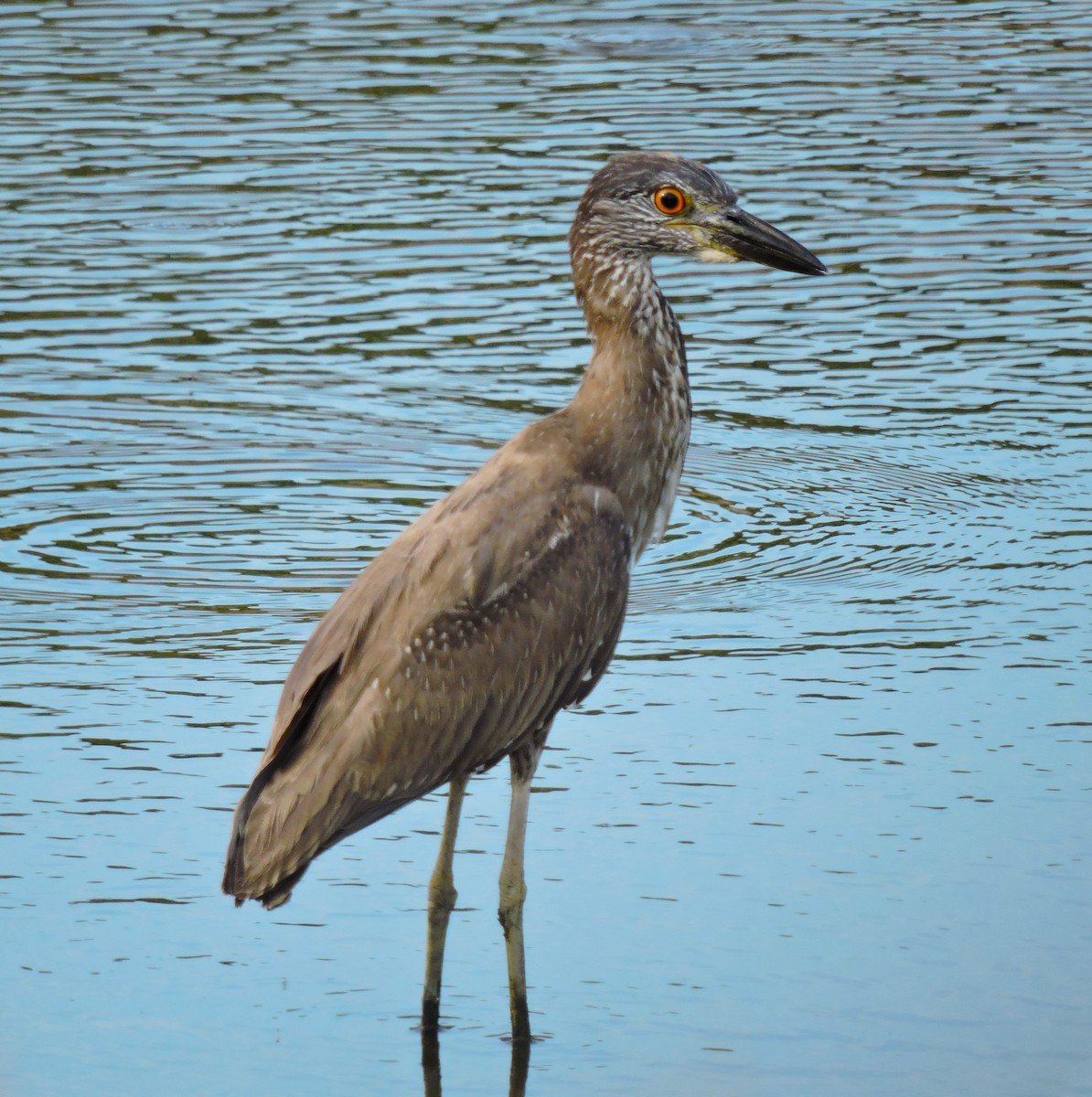 Yellow-crowned Night Heron - Lois McKim