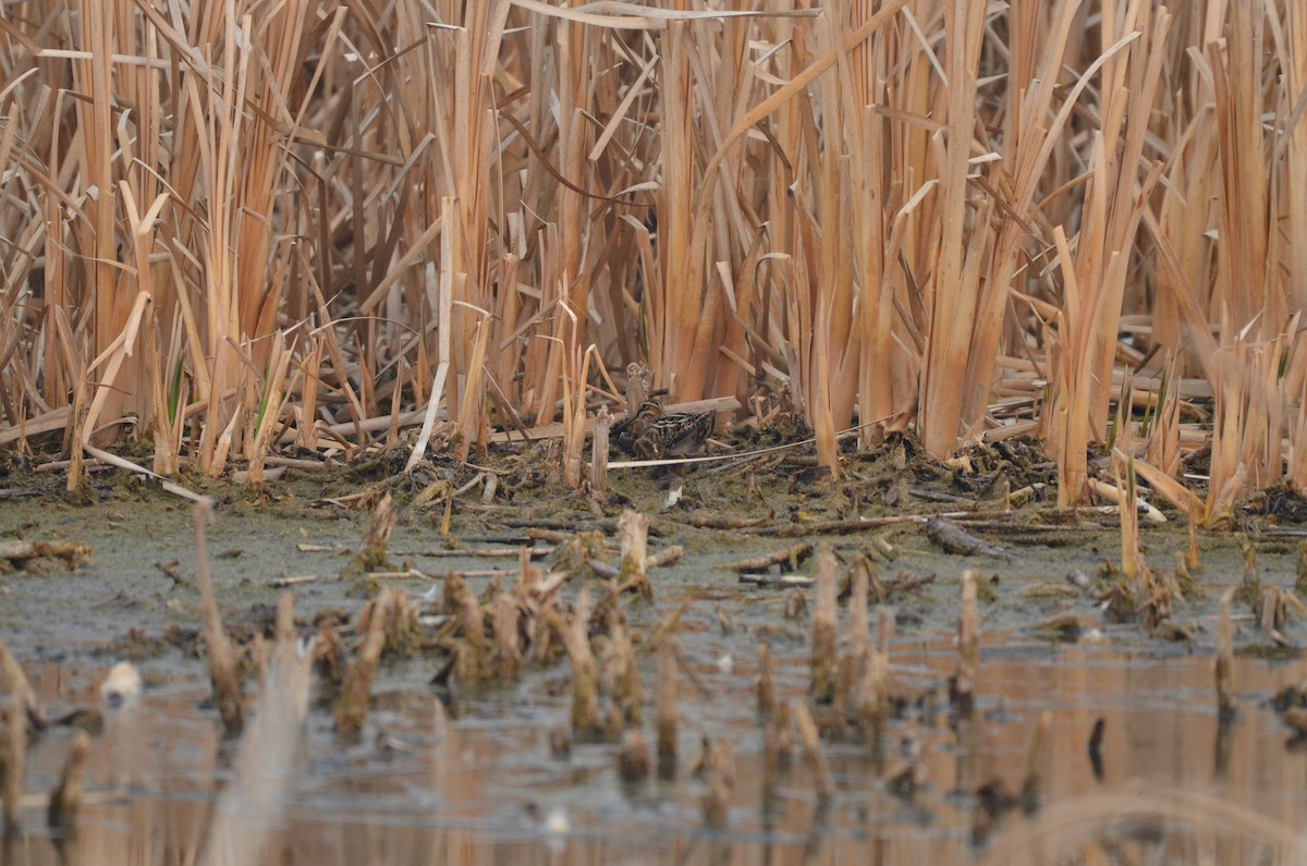 Wilson's Snipe - ML619542134