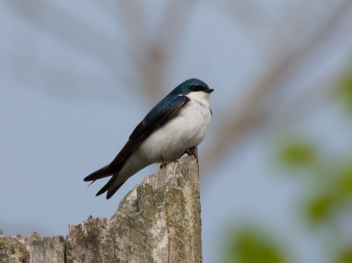 Tree Swallow - Fay Ratta