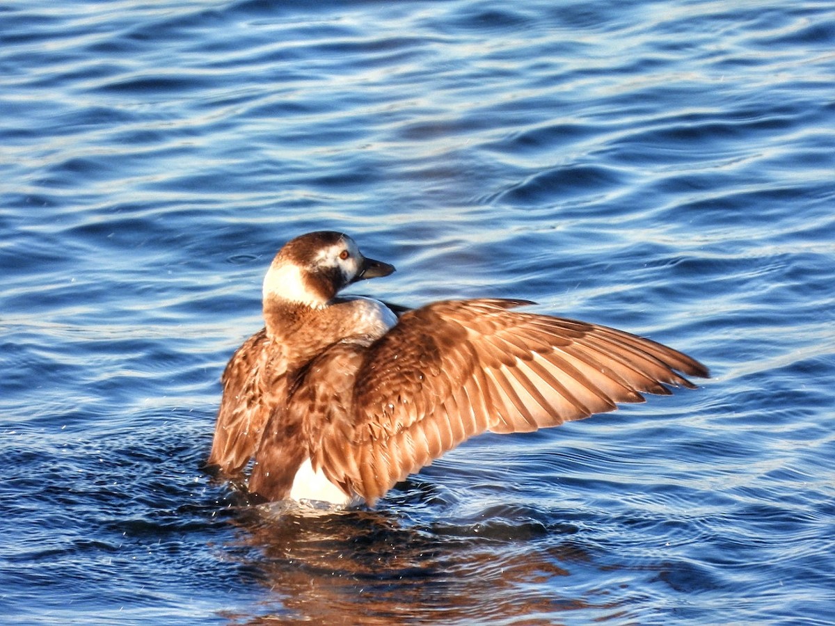 Long-tailed Duck - Gina Turone 🐩