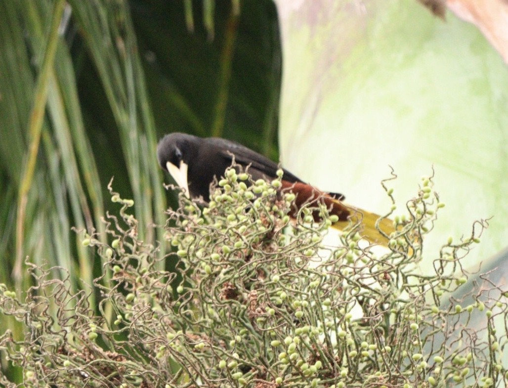 Crested Oropendola - Rubélio Souza