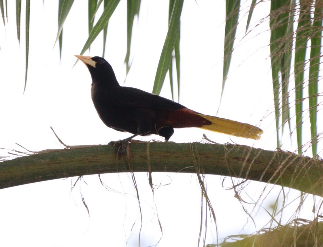 Crested Oropendola - Rubélio Souza