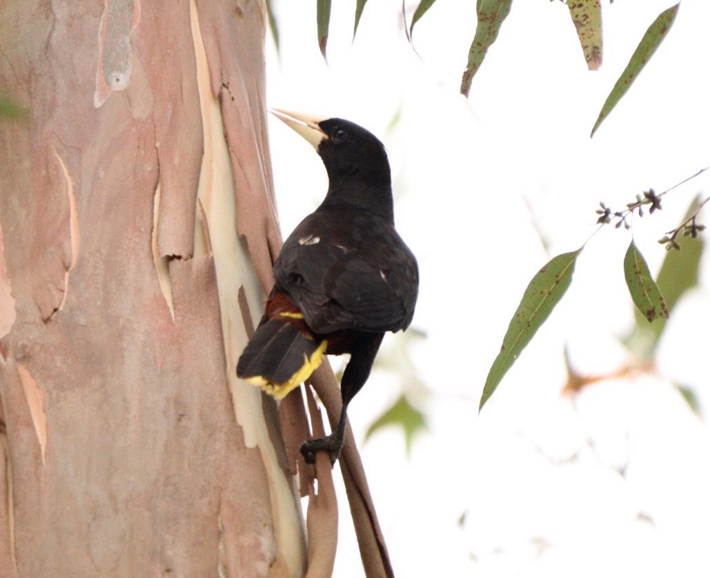 Crested Oropendola - Rubélio Souza