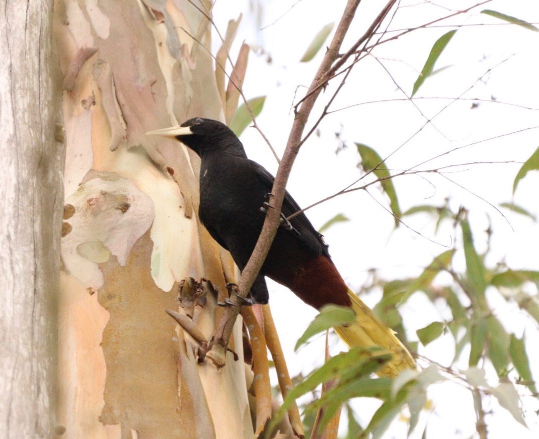 Crested Oropendola - Rubélio Souza