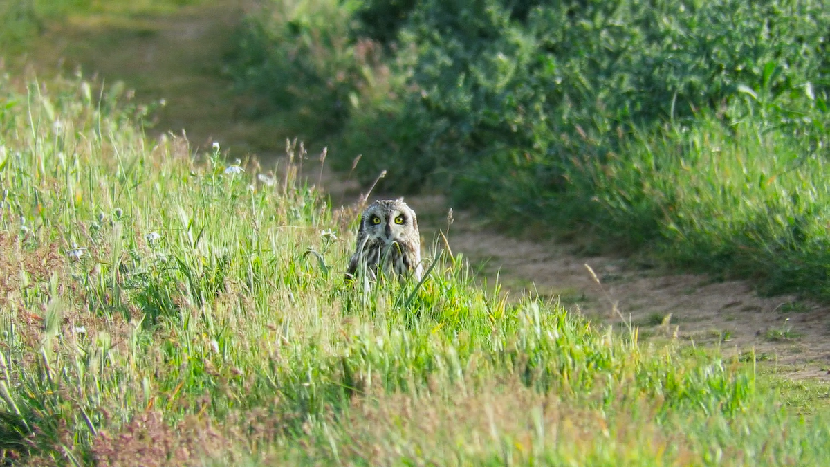 Short-eared Owl - Abel Ojugas Diaz