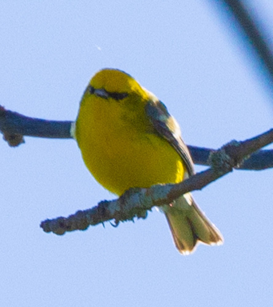 Blue-winged Warbler - Margaret Kenny