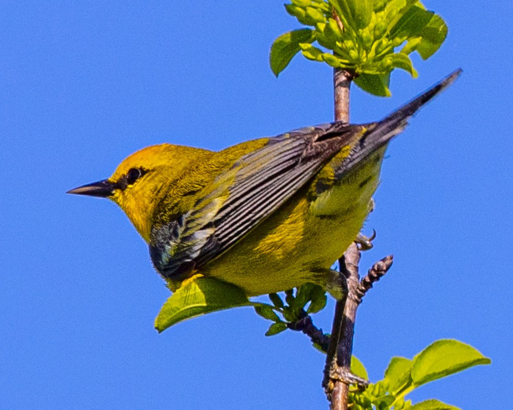 Blue-winged Warbler - Margaret Kenny