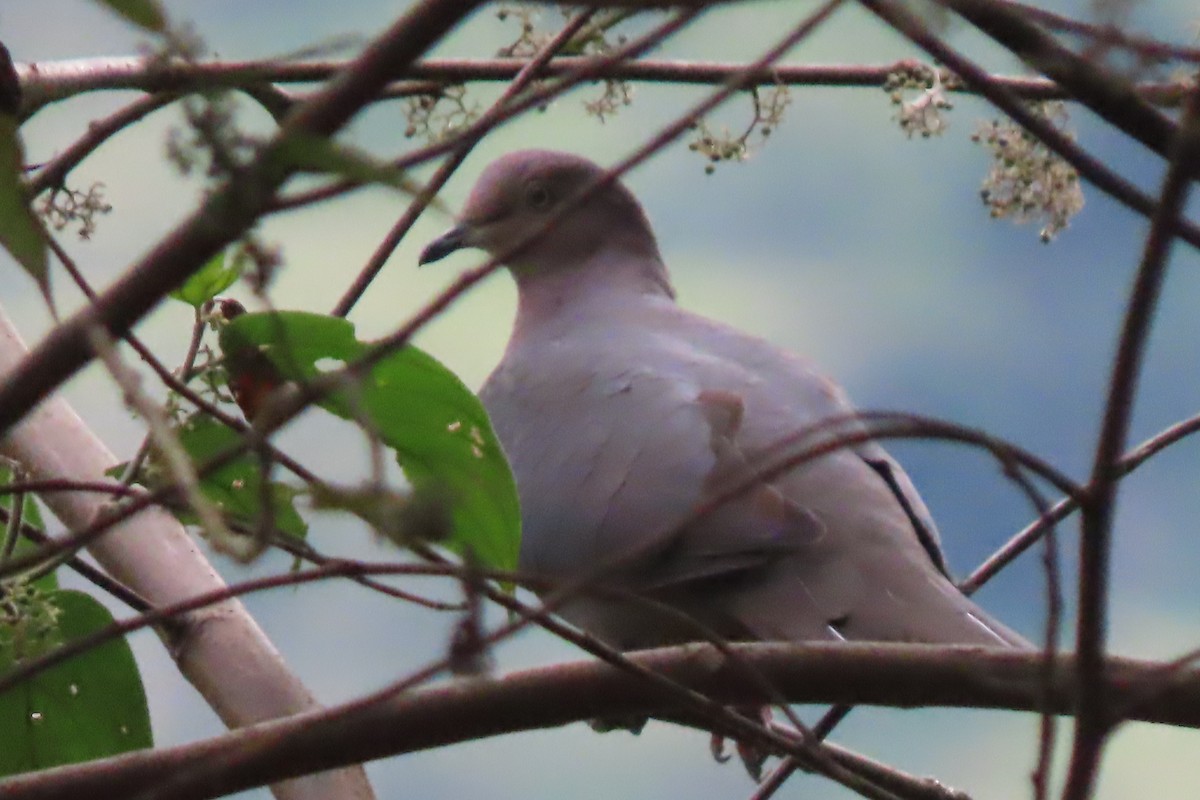 Ruddy Pigeon - Nino Arteaga Koo