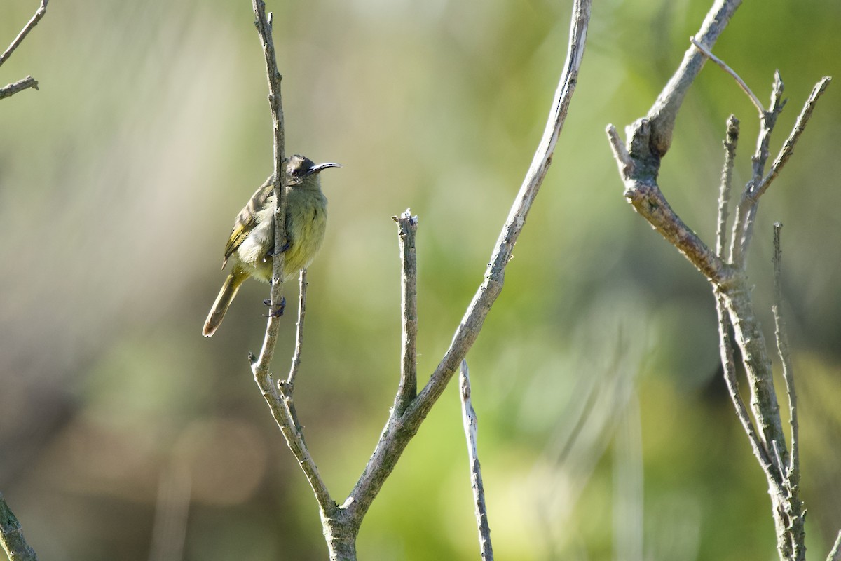 Orange-breasted Sunbird - Nick Leiby