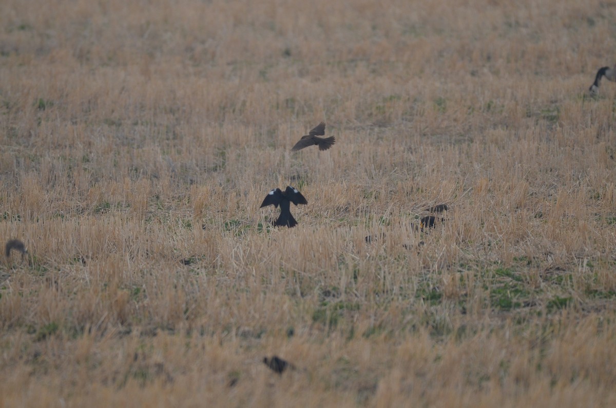 Yellow-headed Blackbird - ML619542166