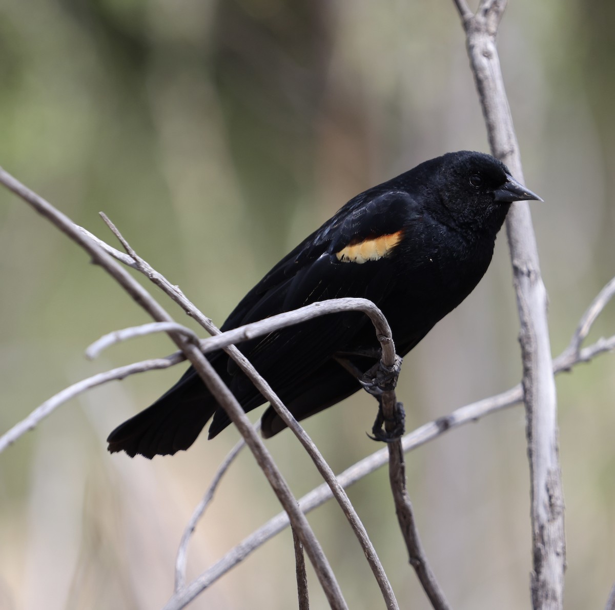Red-winged Blackbird - Jacob Truetken