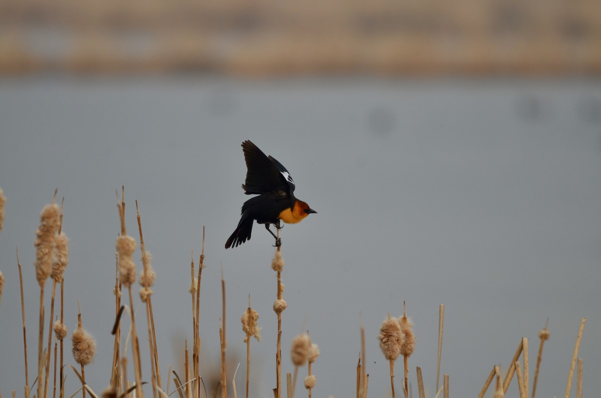 Yellow-headed Blackbird - ML619542168