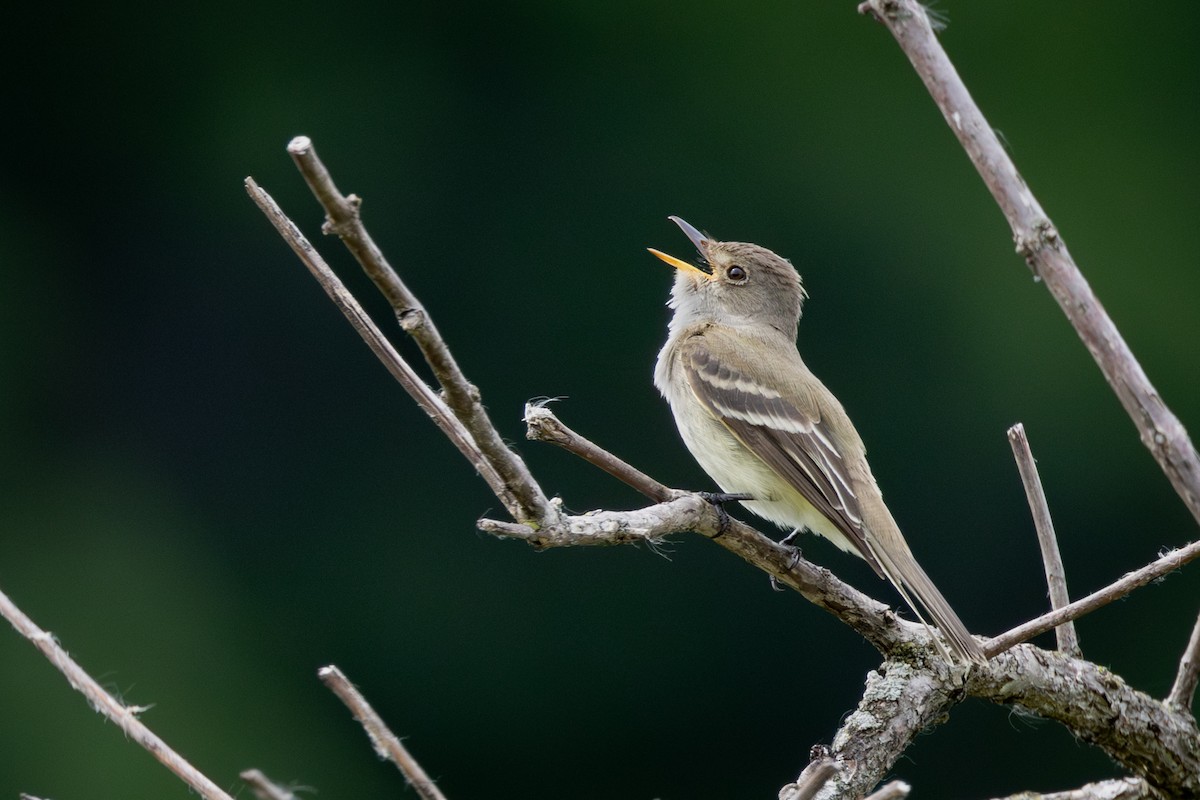 Willow Flycatcher - Vonda Zwick