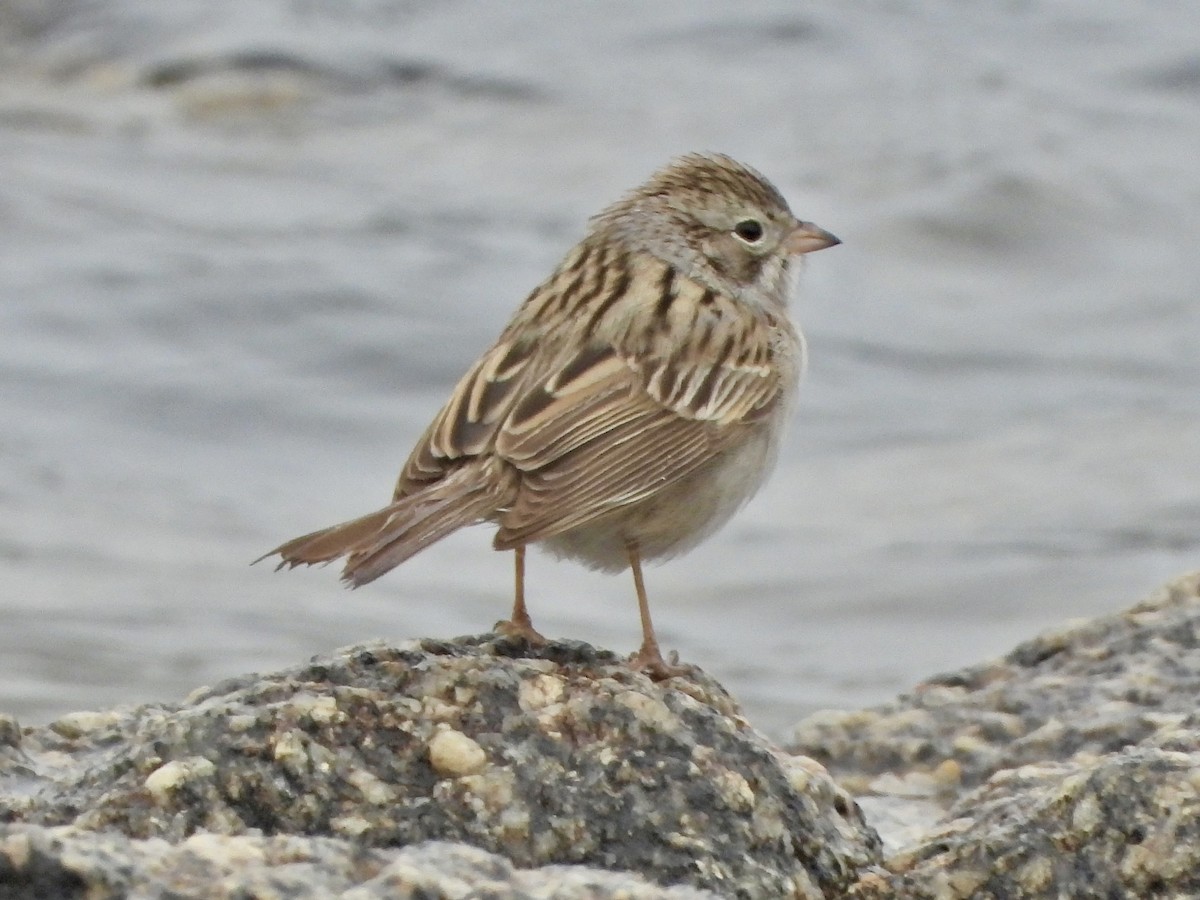 Brewer's Sparrow - Katie Conlin