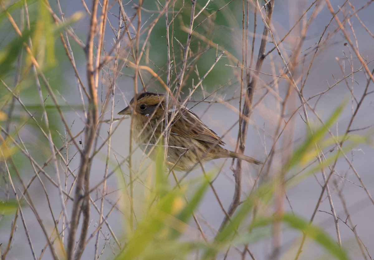 Nelson's Sparrow - ML619542178