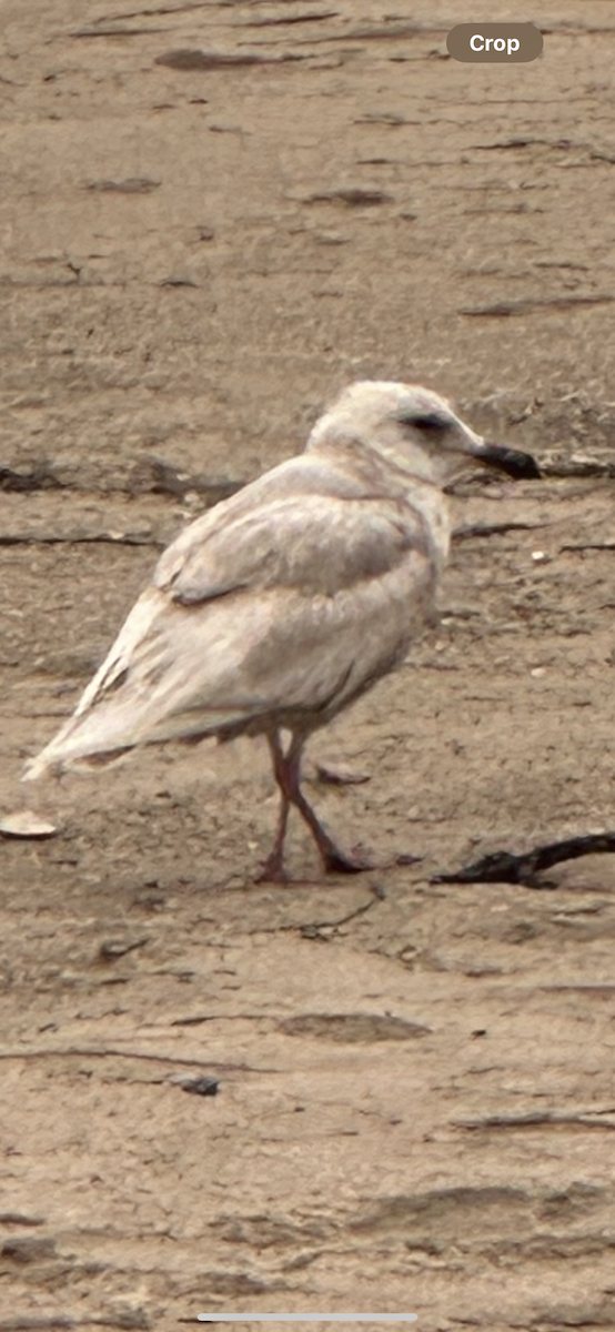 Glaucous-winged Gull - Mark Harris
