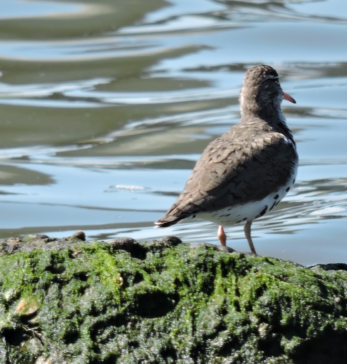 Spotted Sandpiper - Lois McKim