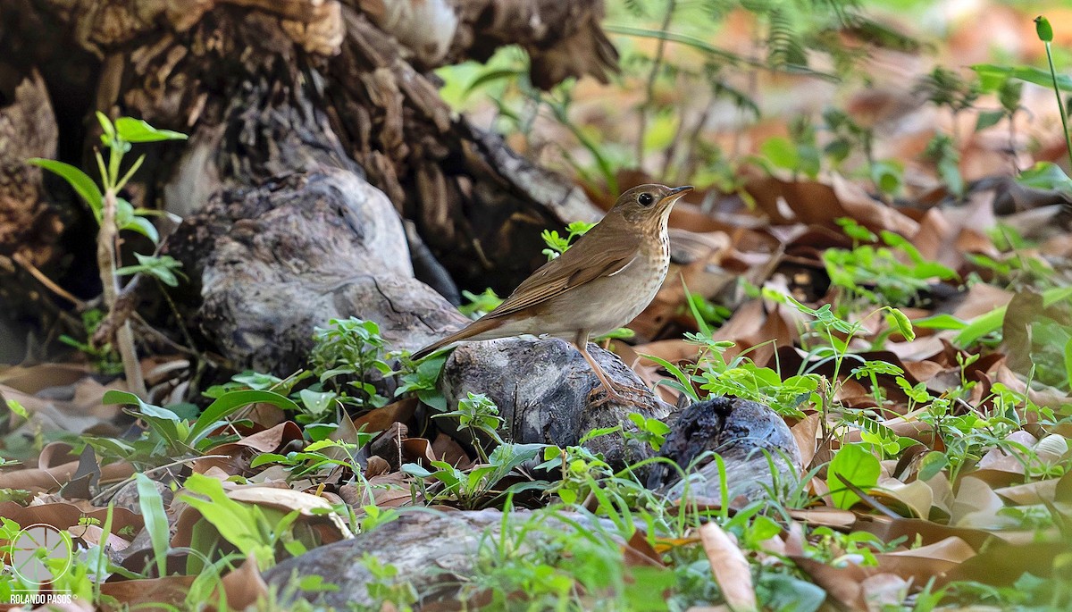 Veery - Rolando Tomas Pasos Pérez