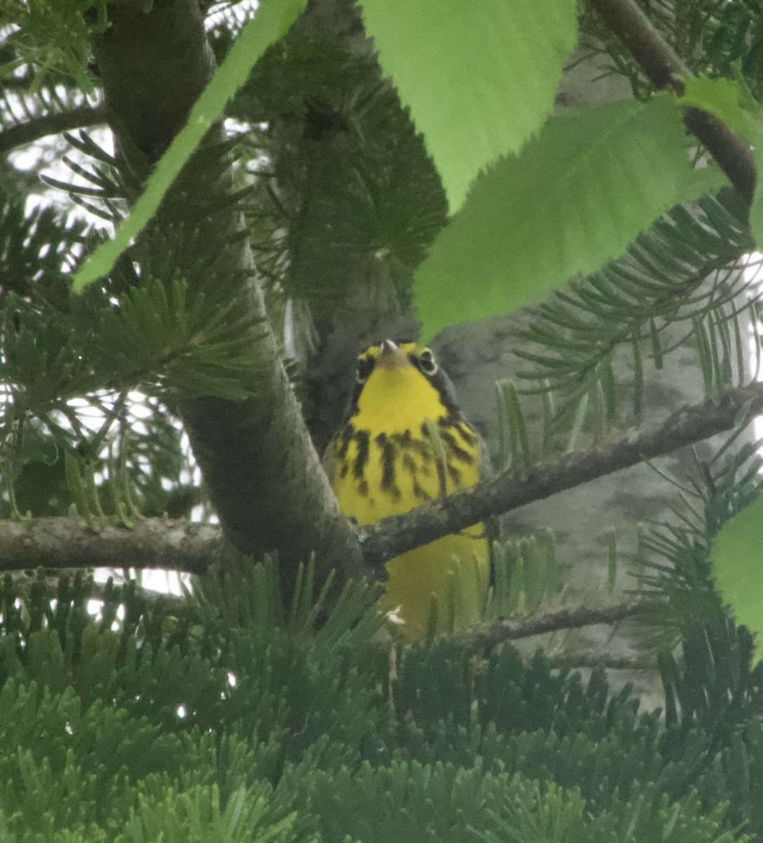 Canada Warbler - Clem Nilan