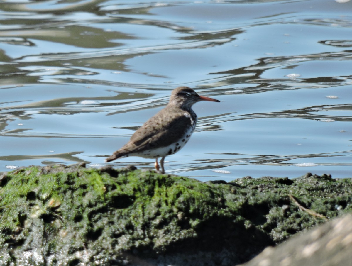 Spotted Sandpiper - Lois McKim