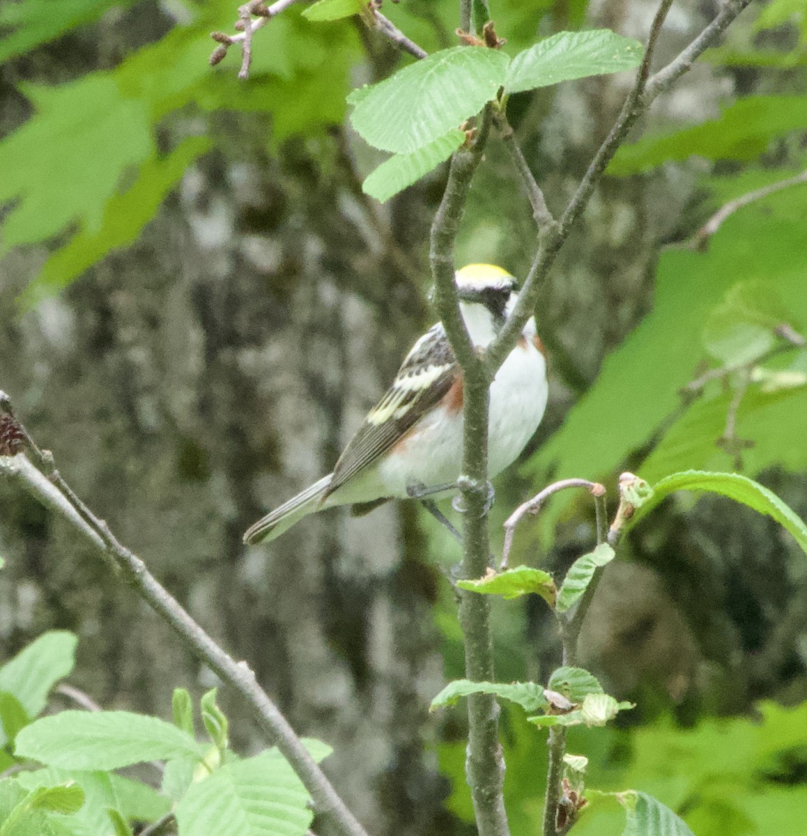 Chestnut-sided Warbler - Clem Nilan