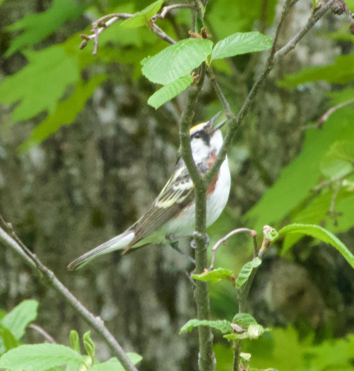 Chestnut-sided Warbler - Clem Nilan