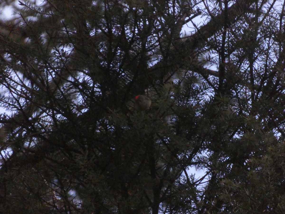 Ruby-crowned Kinglet - Wesley McGee