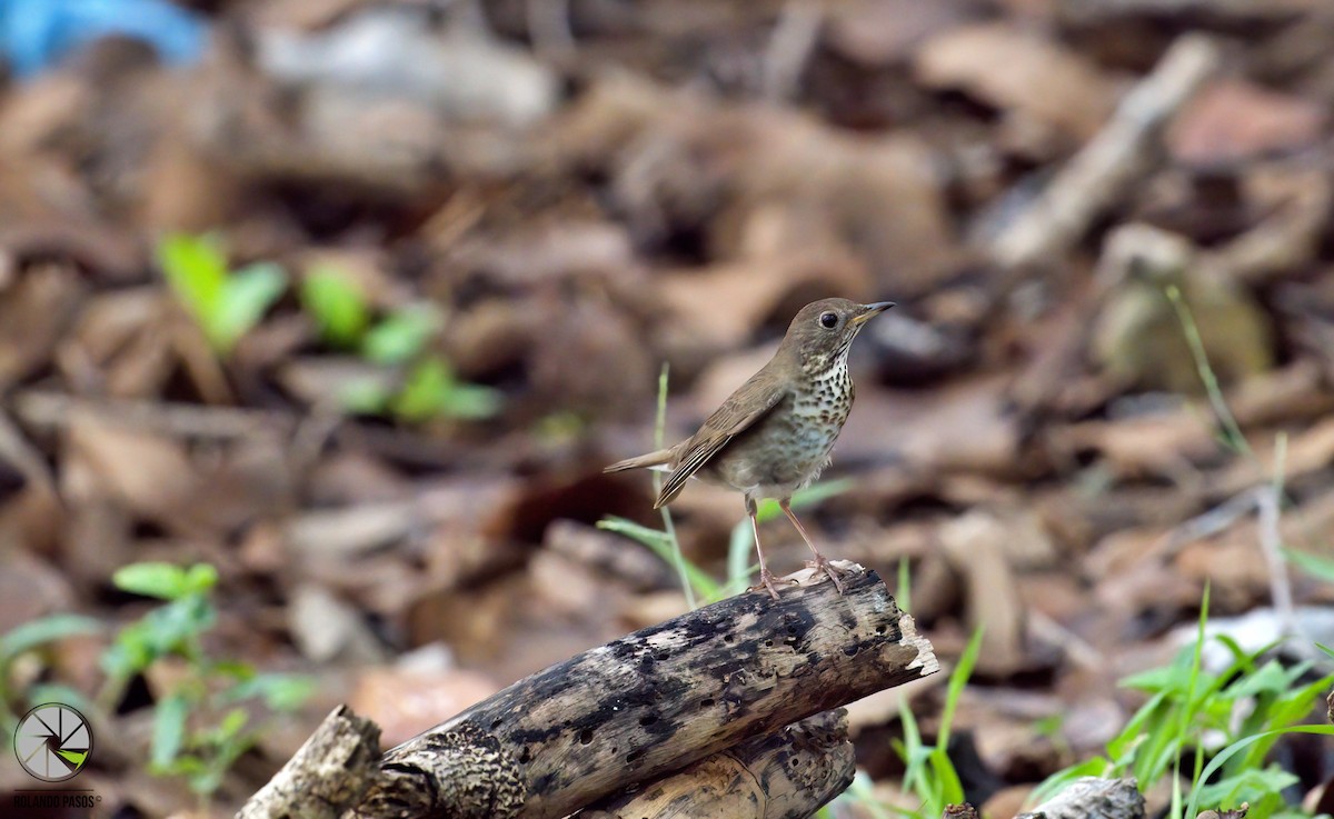 Gray-cheeked Thrush - Rolando Tomas Pasos Pérez