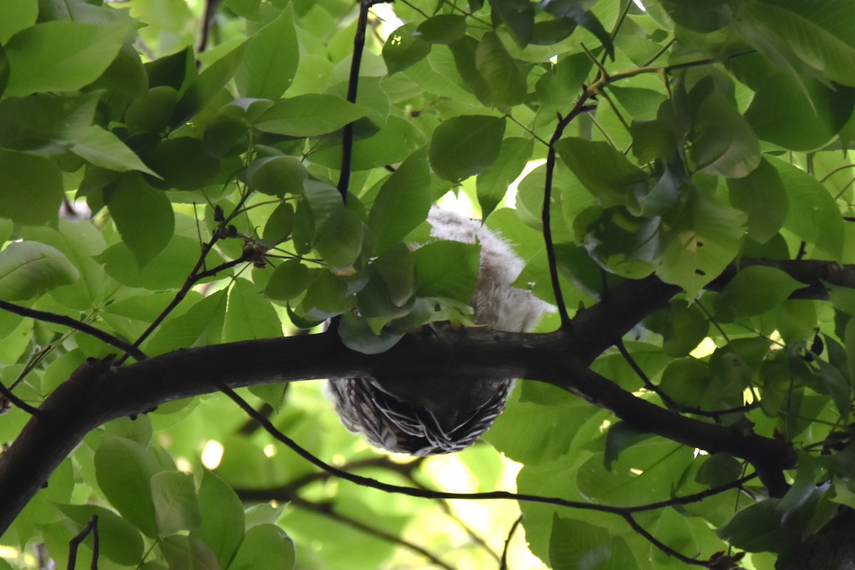 Barred Owl - ML619542204