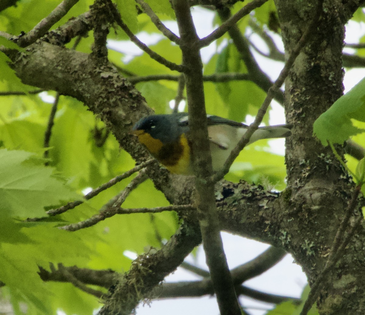 Northern Parula - Clem Nilan