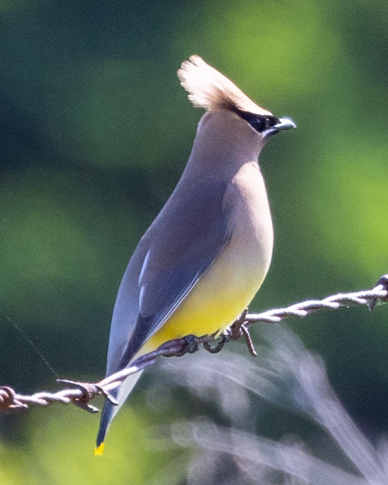 Cedar Waxwing - Margaret Kenny