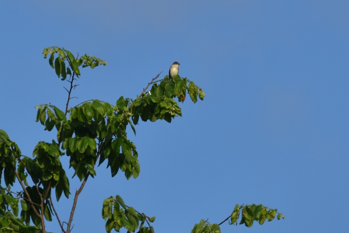 Willow Flycatcher - irina shulgina