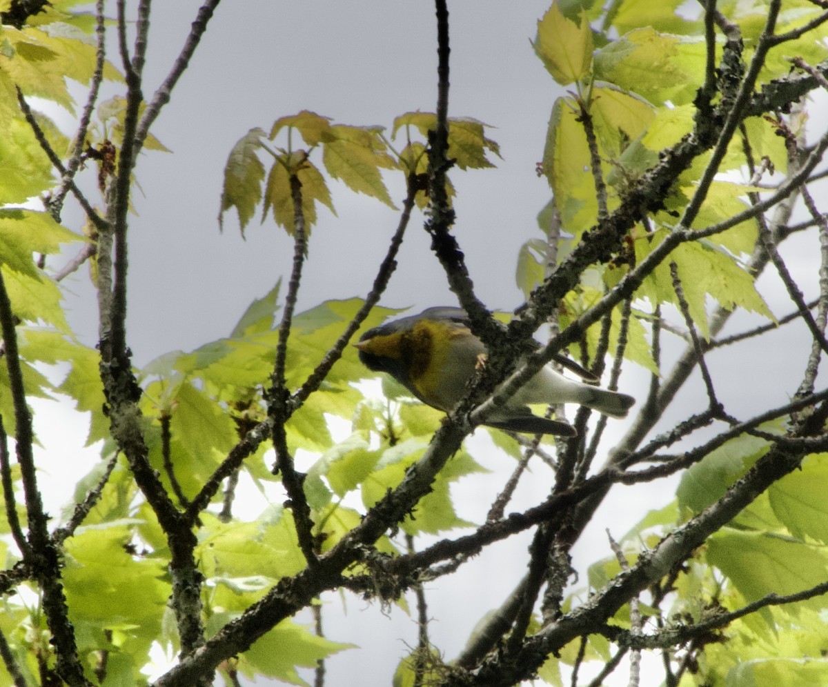 Northern Parula - Clem Nilan