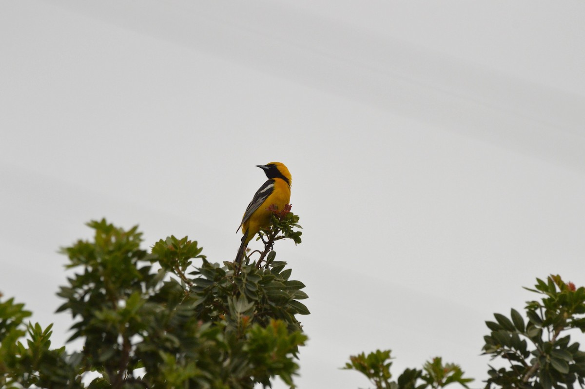 Hooded Oriole - ML619542217