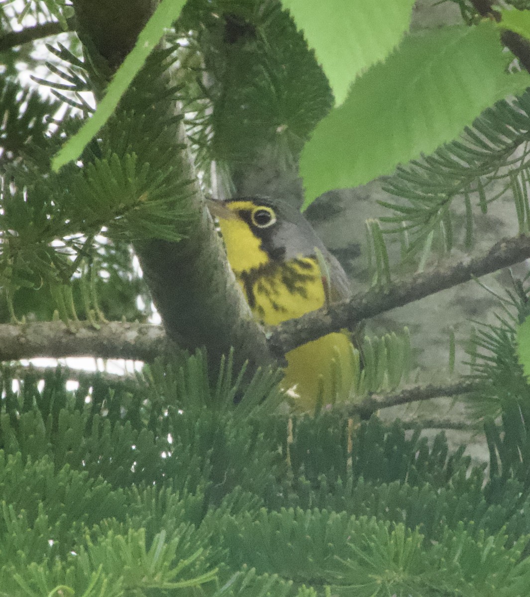 Canada Warbler - Clem Nilan