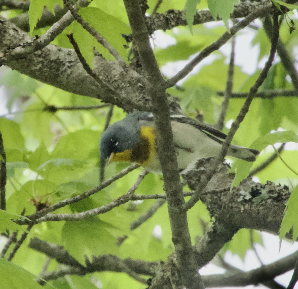 Northern Parula - Clem Nilan