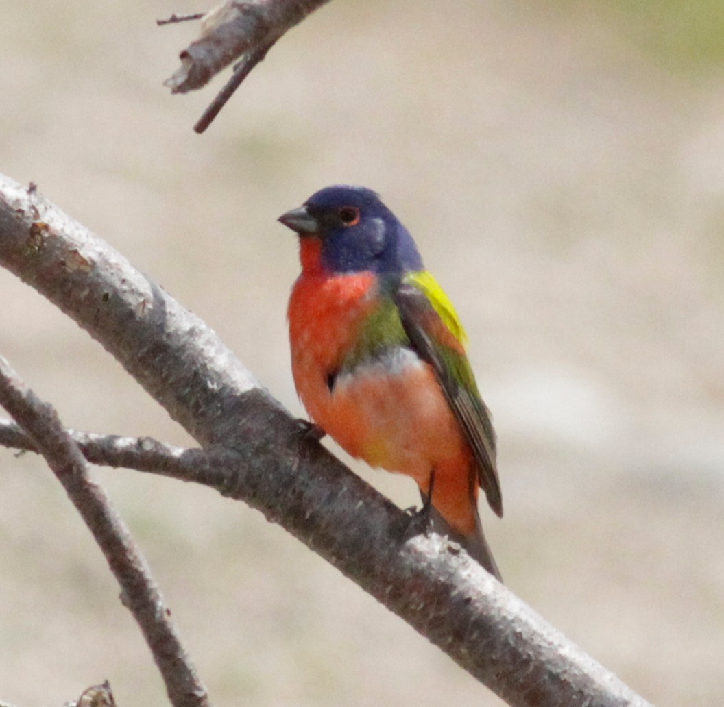 Painted Bunting - Randolph White 🦅