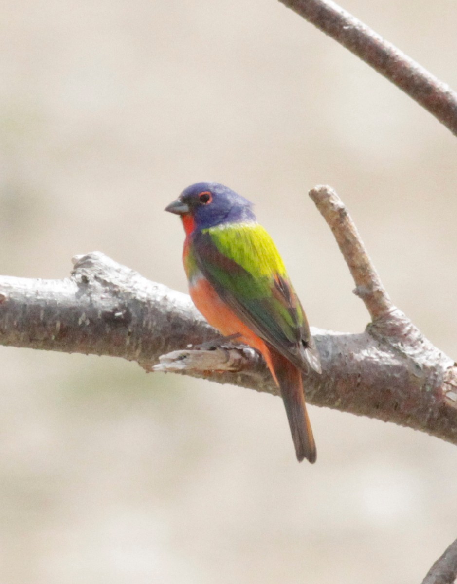Passerin nonpareil - ML619542238