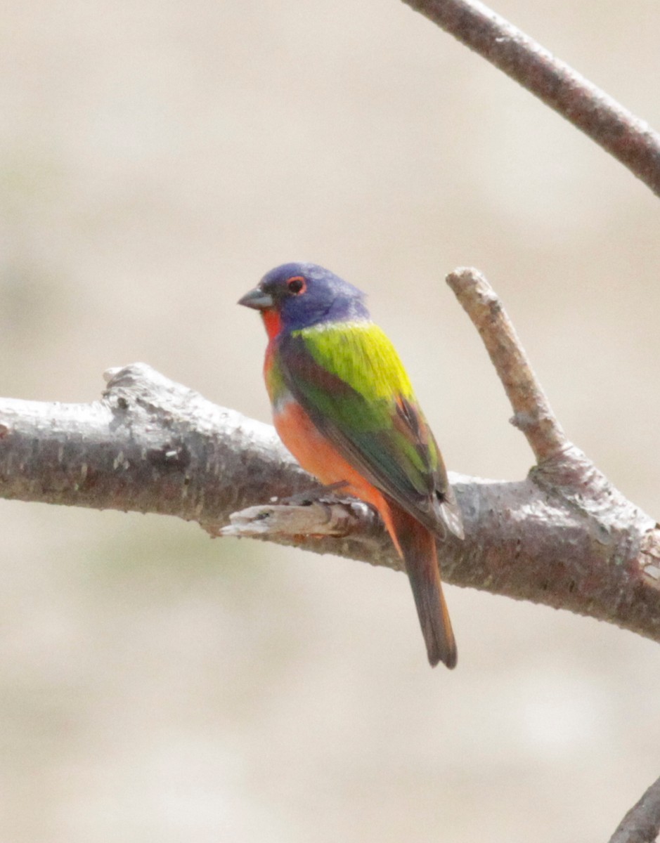 Painted Bunting - Randolph White 🦅