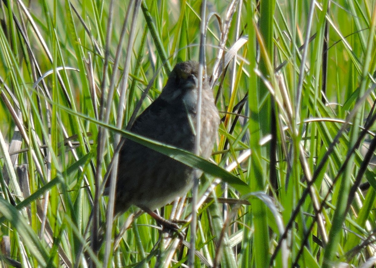 Seaside Sparrow (Atlantic) - Lois McKim