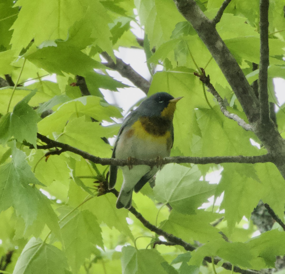 Northern Parula - Clem Nilan