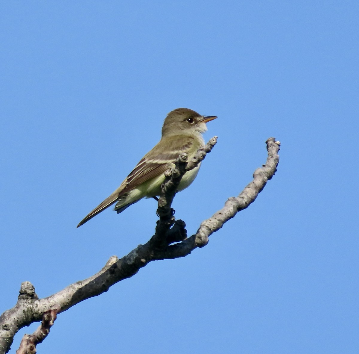 Willow Flycatcher - Kathleen Toomey