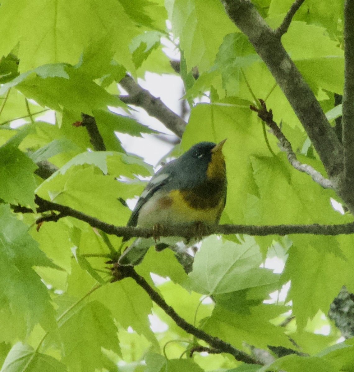 Northern Parula - Clem Nilan